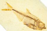 Detailed Fossil Fish (Diplomystus) - Wyoming #379498-1